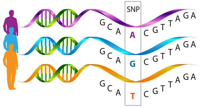 Clan Forrester DNA Information